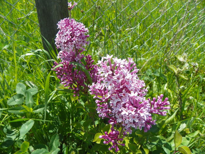 liliac Josee