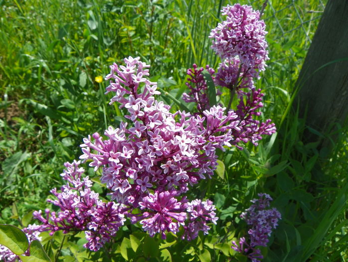 liliac Josee