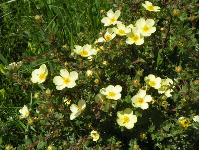 potentilla Primrose Beauty
