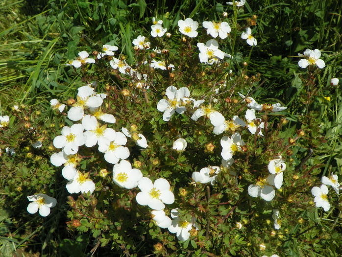 potentilla Abbotswood