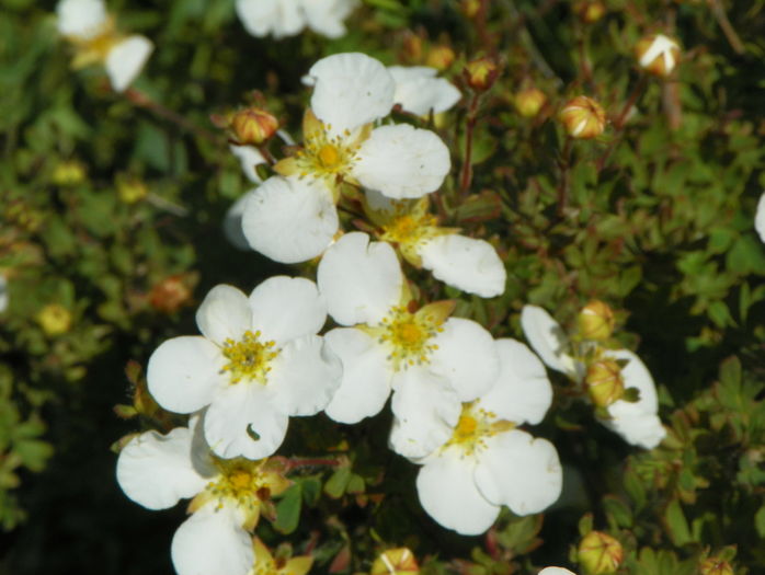 potentilla Abbotswood