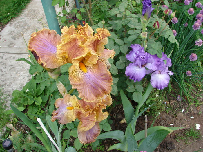 11 (6)skorikovi special si Feature Attraction