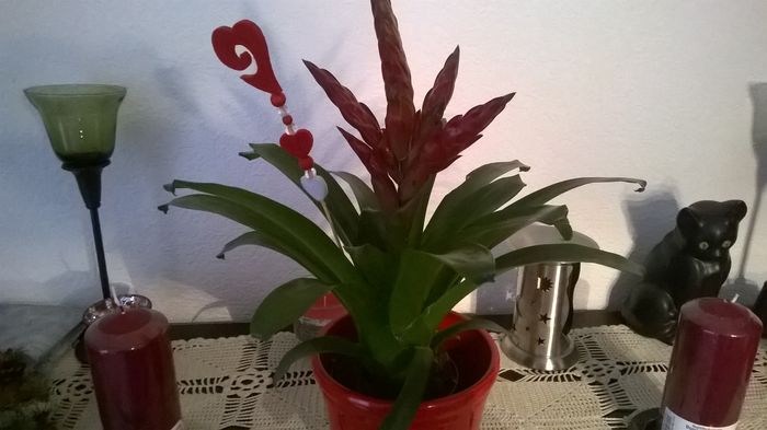 WP_20150115_16_05_37_Pro