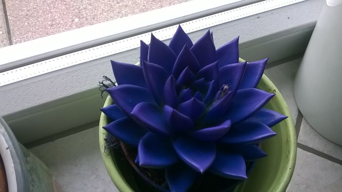 WP_20150115_16_08_46_Pro