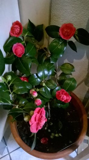 WP_20160201_09_40_05_Pro