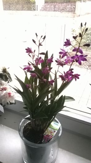 WP_20160211_17_26_06_Pro