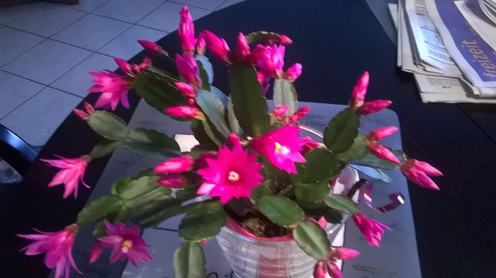 WP_20160323_08_09_44_Pro