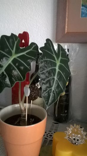 WP_20160323_08_27_44_Pro