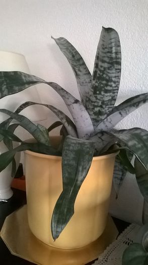 WP_20160323_08_27_54_Pro