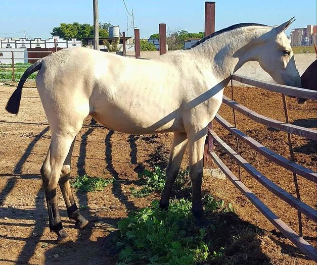 FB_IMG_1463064238874 - C Pentru cei care le plac aceste animale