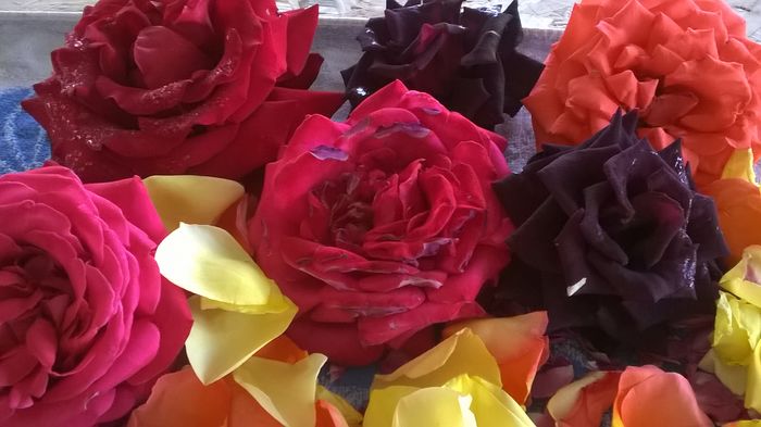 WP_20150611_08_55_42_Pro