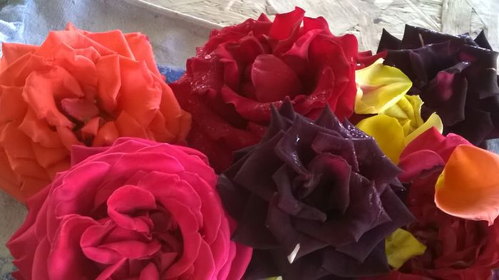 WP_20150611_08_56_31_Pro