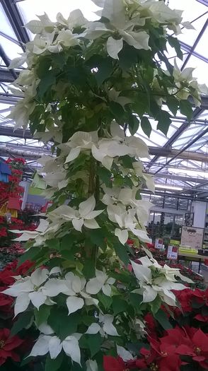 WP_20141213_10_31_08_Pro