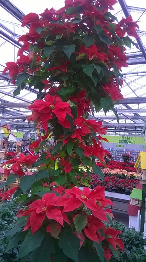 WP_20141213_10_31_17_Pro