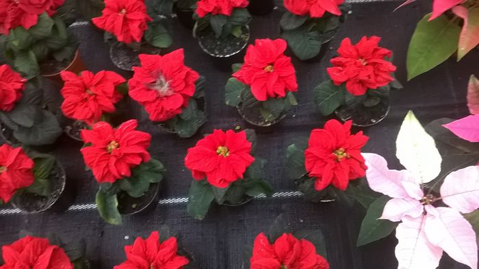 WP_20141213_10_31_26_Pro