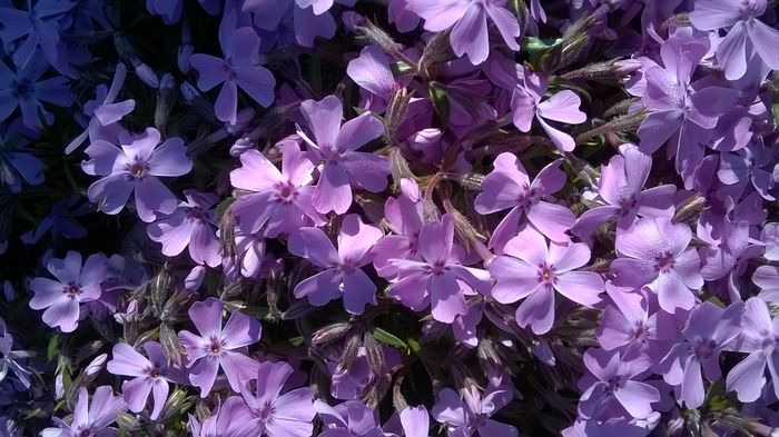 WP_20160502_11_23_40_Pro