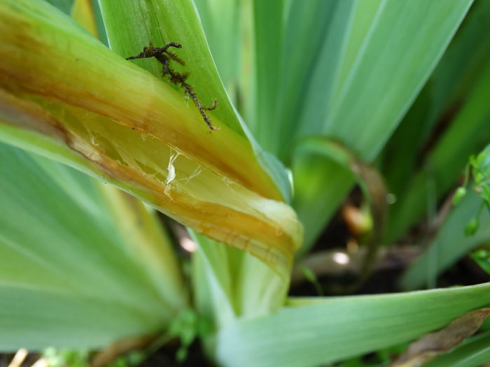 Tije florale care au putrezit - Probleme cu irisii