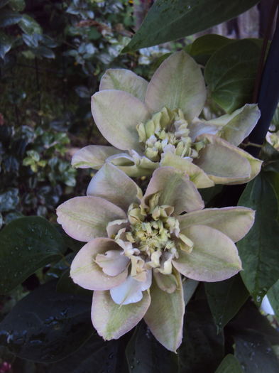 DSC00556 - CLEMATITE