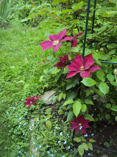 DSC00683 - CLEMATITE
