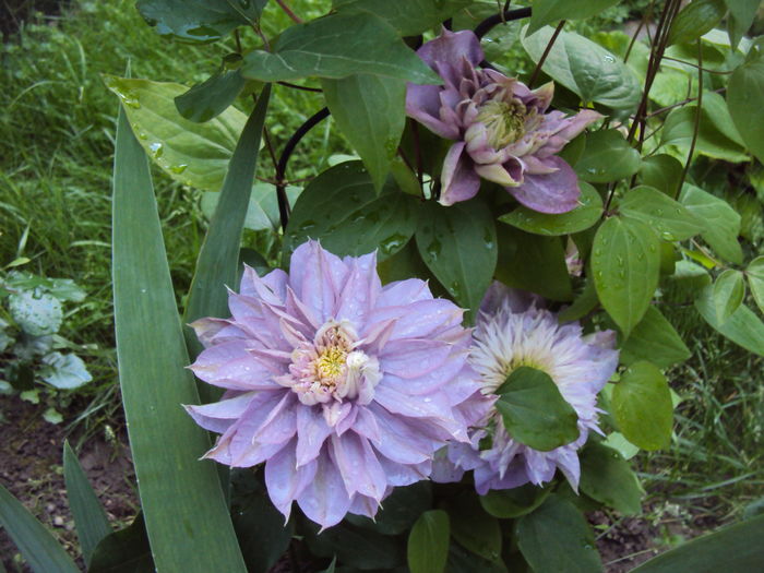 Kaiser - CLEMATITE