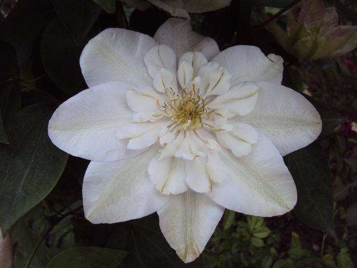 Innocent Blush - CLEMATITE