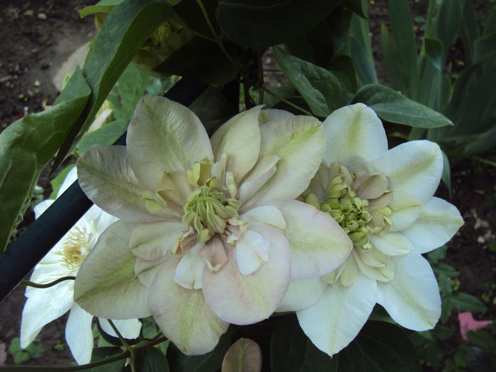 DSC00731 - CLEMATITE