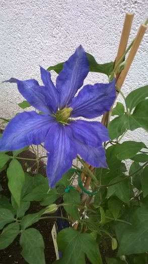 WP_20160515_006 - CLEMATITE