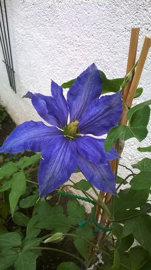 WP_20160515_007 - CLEMATITE