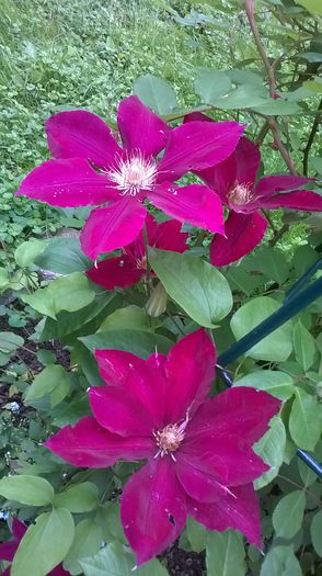 WP_20160515_025 - CLEMATITE
