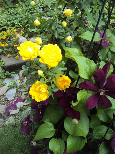 Westerplatte - CLEMATITE
