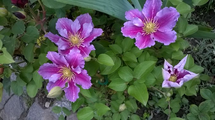 Piilu - CLEMATITE