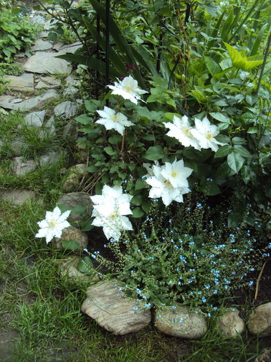 Gladys Pichard - CLEMATITE