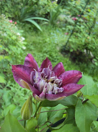 Temptation - CLEMATITE