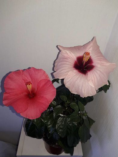 13240503_1199827570041908_1597155280915735668_n