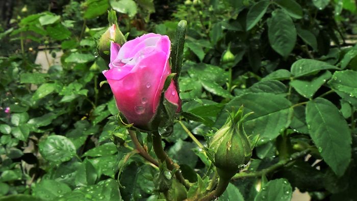 DSC02050