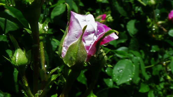 DSC02095