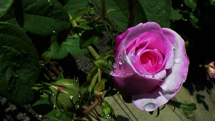 DSC02097