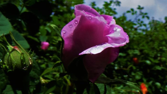 DSC02098