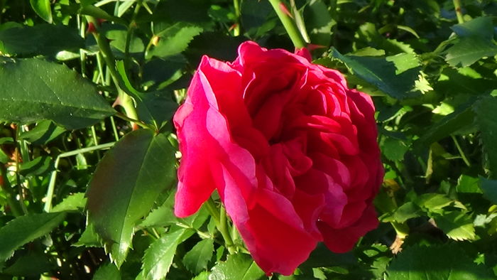 DSC02203