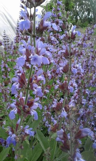  - SEMINTE SALVIE - SALVIA OFFICINALIS