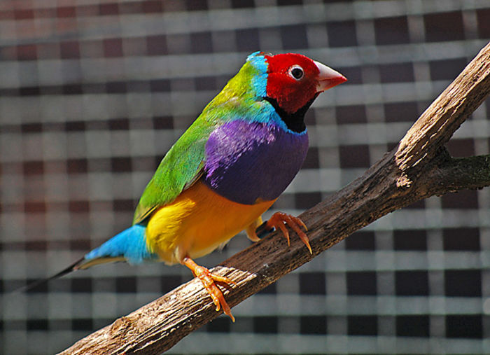 gouldian_finch_1_600 - De vinzare15032016