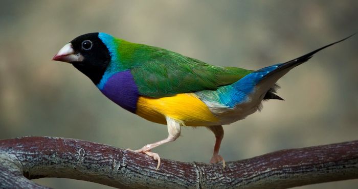 bird_gouldian_finch_1920-1