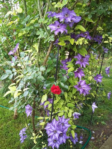 20160514_183156 - 2016 Clematis