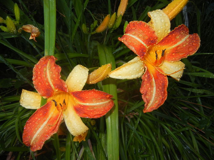 Hemerocallis Frans Hals (2015, July 15)
