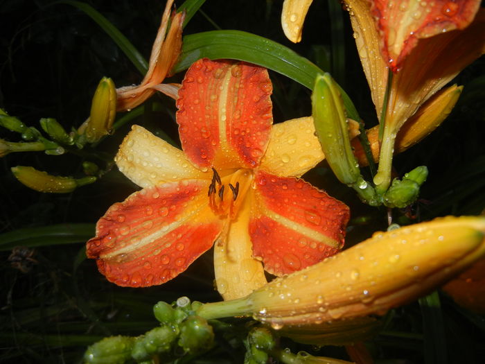 Hemerocallis Frans Hals (2015, July 15)