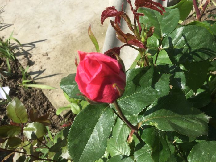 image - Flori 2016
