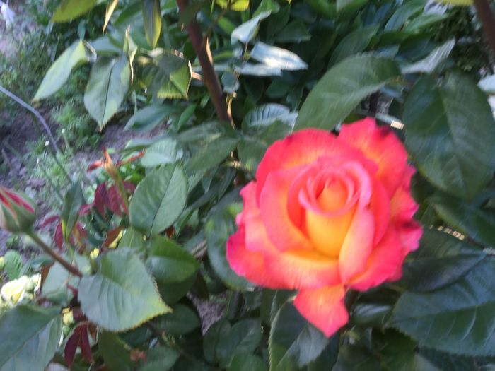 image - Flori 2016