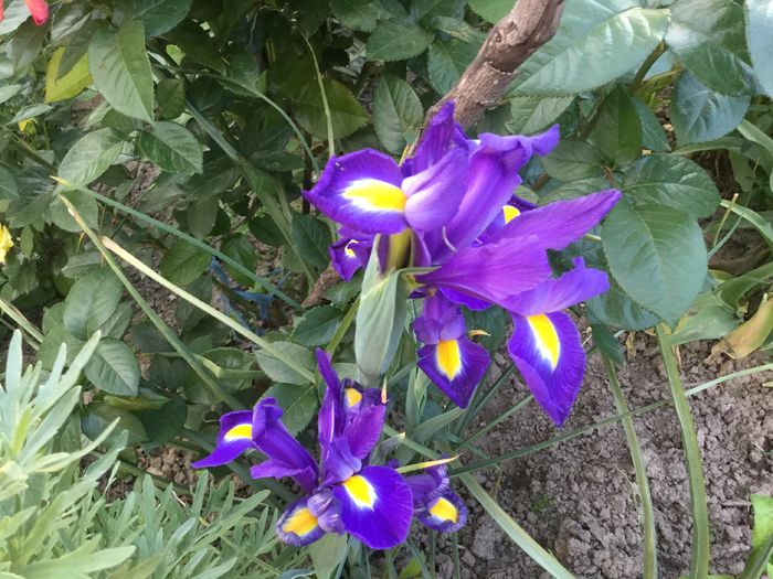 image - Flori 2016