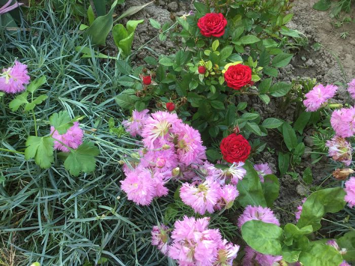 image - Flori 2016