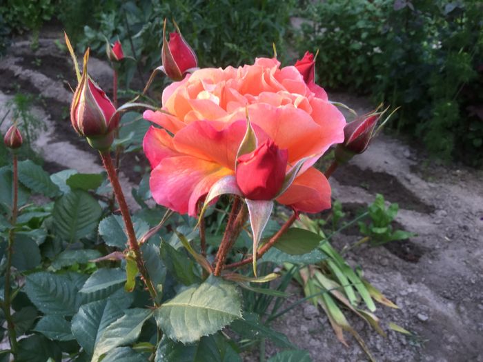image - Flori 2016